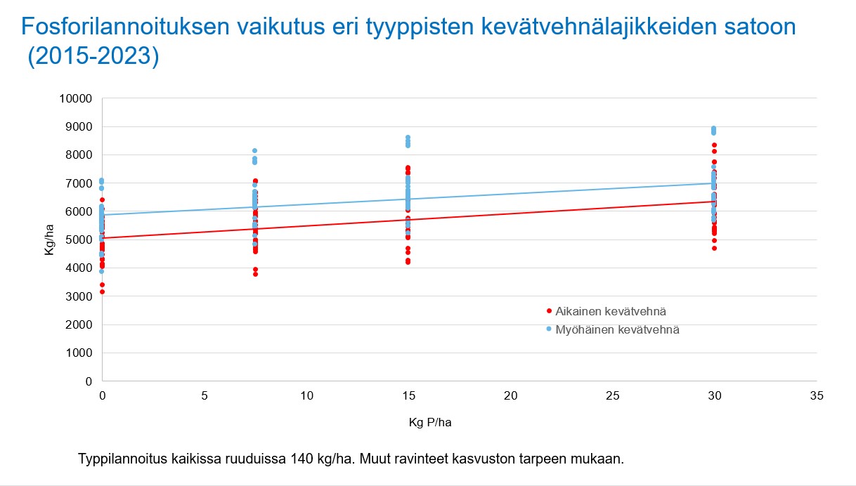 Kev&auml;tvehn&auml; fosfori