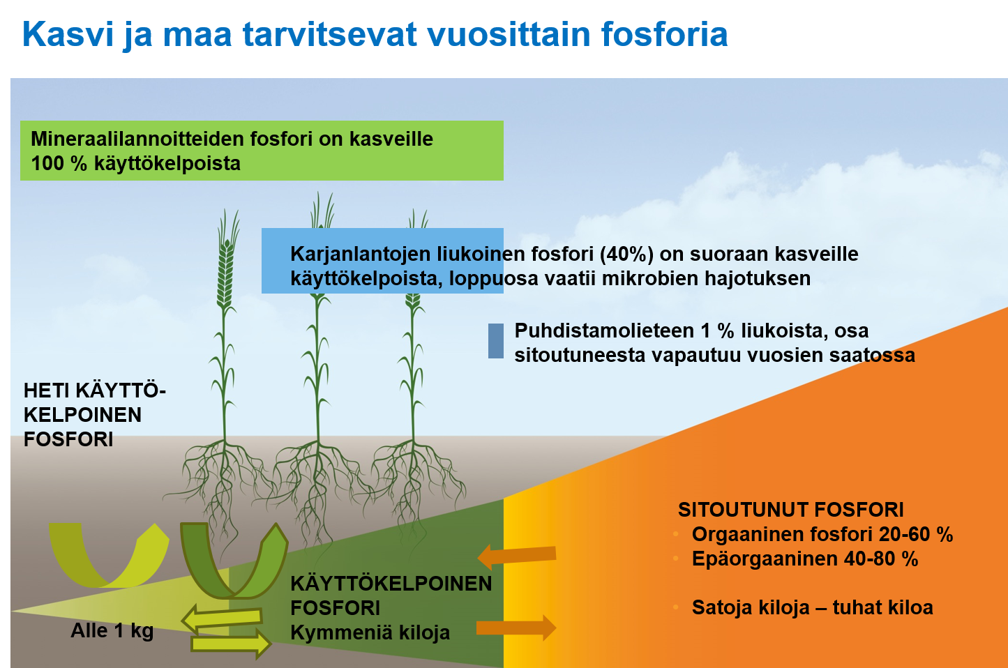 Kaikki fosfori ei ole kasveille k&auml;ytt&ouml;kelpoista. YaraMila-lannoitteiden fosfori on kasveille 100 % k&auml;ytt&ouml;kelpoista