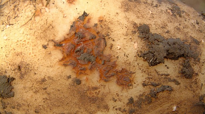 Perunarupi on oire huonosta vesitaloudesta.