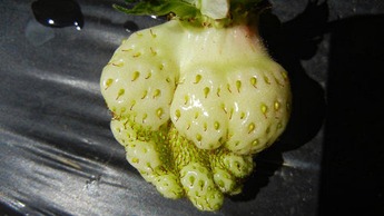 mansikka