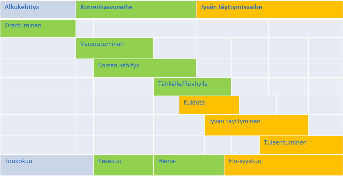 Kev&auml;tviljojen kasvu ja kehitys
